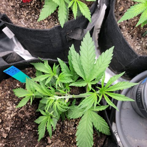 Northern Lights 3 growlog timeline photo