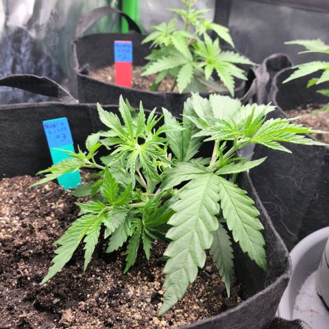 Northern Lights 3 growlog timeline photo