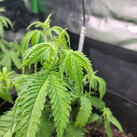 Platinum Cake growlog timeline photo