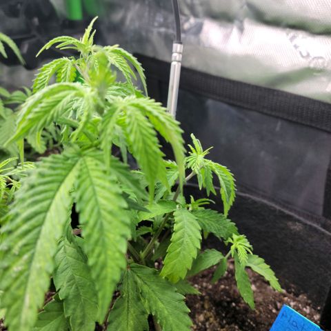 Platinum Cake growlog timeline photo