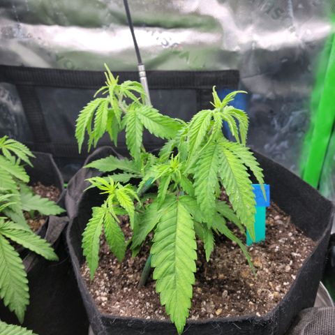 Platinum Cake growlog timeline photo