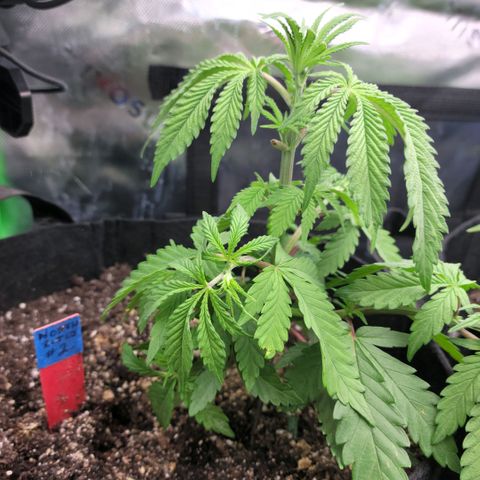 Northern Lights 1 and 2 growlog timeline photo