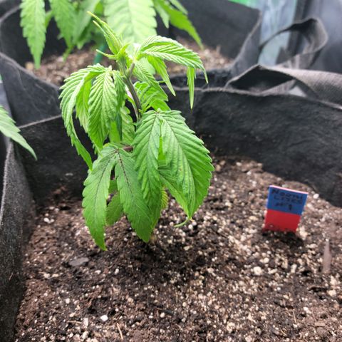 Northern Lights 1 and 2 growlog timeline photo