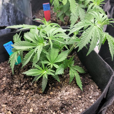 Northern Lights 3 growlog timeline photo
