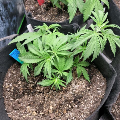 Northern Lights 3 growlog timeline photo