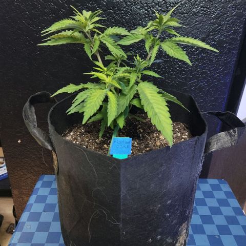 Platinum Cake growlog timeline photo