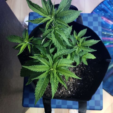 Platinum Cake growlog timeline photo