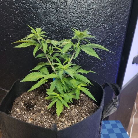 Platinum Cake growlog timeline photo