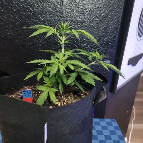 Northern Lights 1 and 2 growlog timeline photo