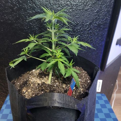 Northern Lights 1 and 2 growlog timeline photo
