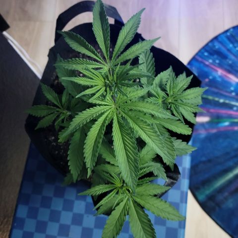 Northern Lights 1 and 2 growlog timeline photo