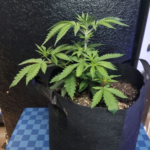 Northern Lights 1 and 2 growlog timeline photo