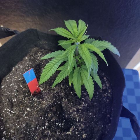 Northern Lights 1 and 2 growlog timeline photo