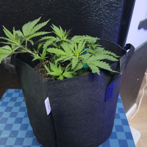 Northern Lights 3 growlog timeline photo