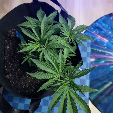 Northern Lights 3 growlog timeline photo