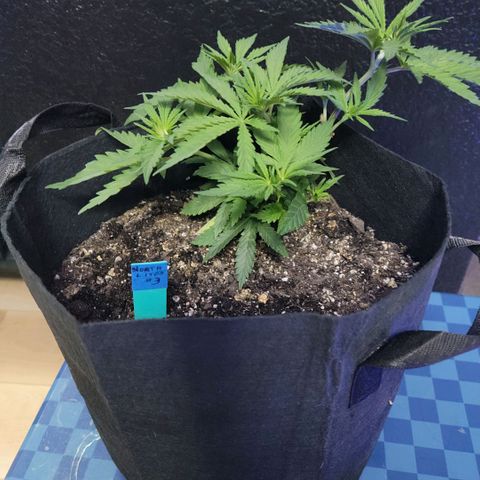 Northern Lights 3 growlog timeline photo