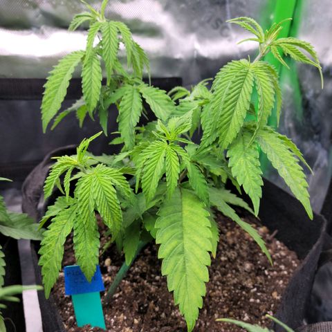 Platinum Cake growlog timeline photo