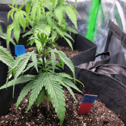 Northern Lights 1 and 2 growlog timeline photo