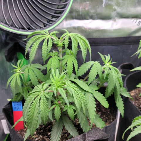 Northern Lights 1 and 2 growlog timeline photo