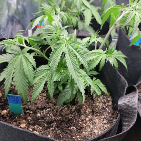 Northern Lights 3 growlog timeline photo
