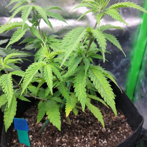Platinum Cake growlog photo: Shes Flowering!