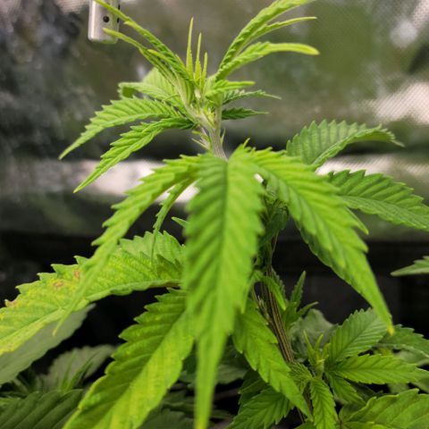 Platinum Cake growlog photo: Shes Flowering!