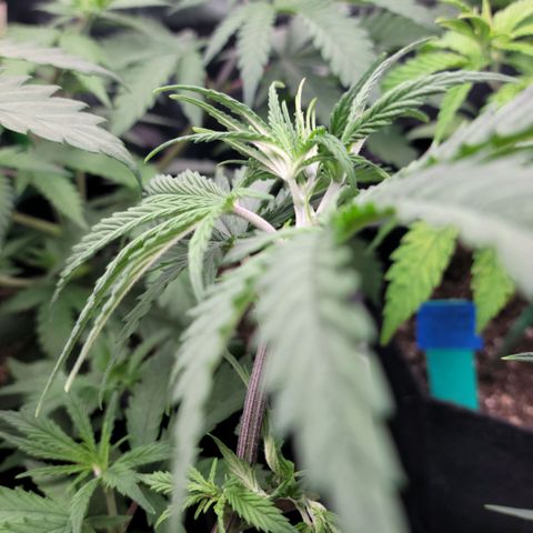 Northern Lights 3 growlog timeline photo