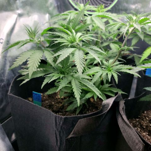 Northern Lights 3 growlog timeline photo