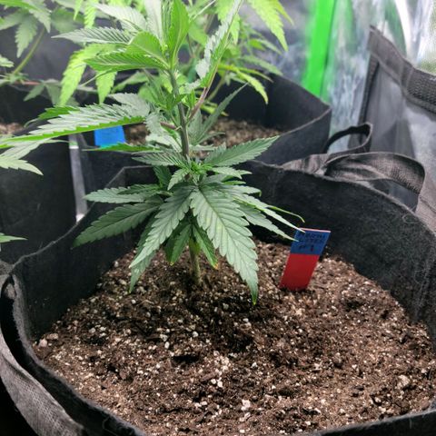 Northern Lights 1 and 2 growlog timeline photo