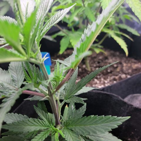 Northern Lights 1 and 2 growlog timeline photo