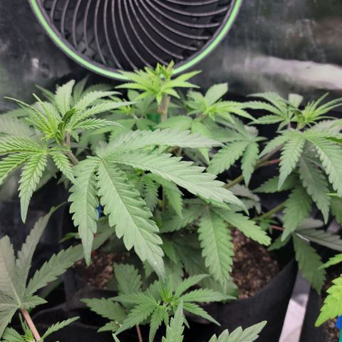 Northern Lights 1 and 2 growlog timeline photo