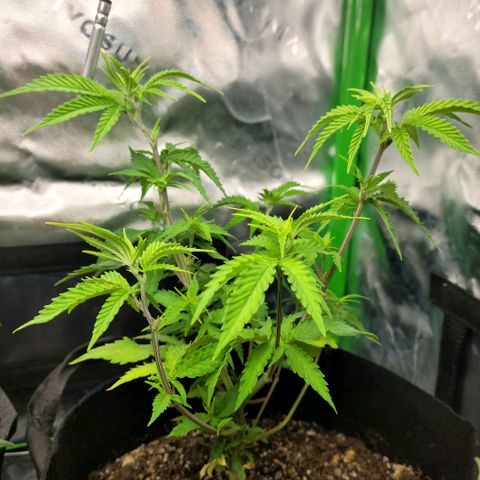 Platinum Cake growlog timeline photo