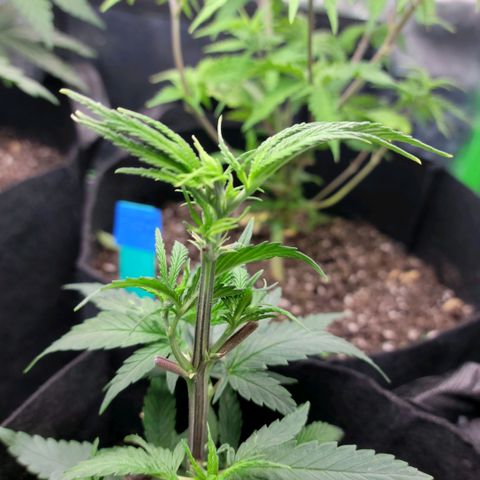 Northern Lights 1 and 2 growlog timeline photo