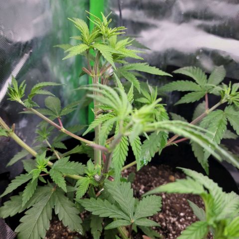 Northern Lights 1 and 2 growlog timeline photo