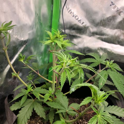 Northern Lights 1 and 2 growlog timeline photo