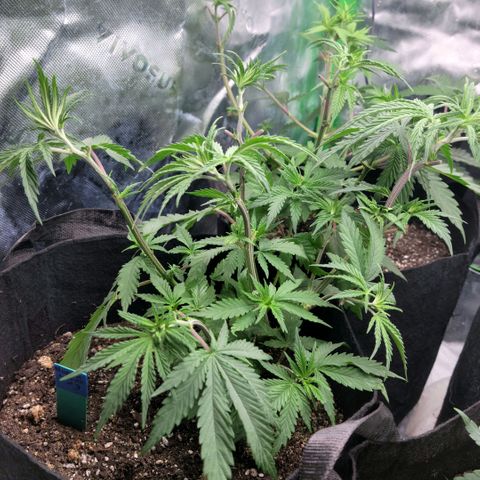 Northern Lights 3 growlog timeline photo