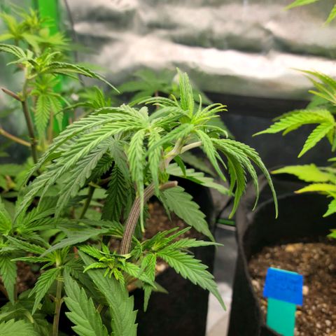 Northern Lights 3 growlog timeline photo