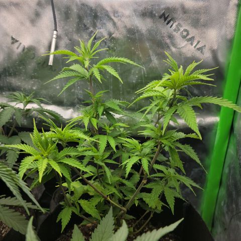 Platinum Cake growlog timeline photo