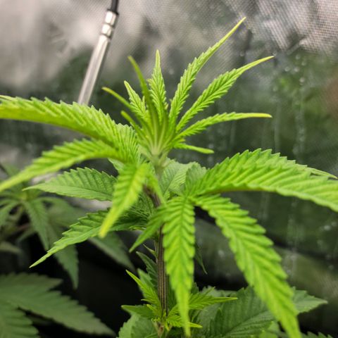 Platinum Cake growlog timeline photo