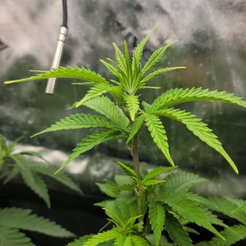 Platinum Cake growlog timeline photo