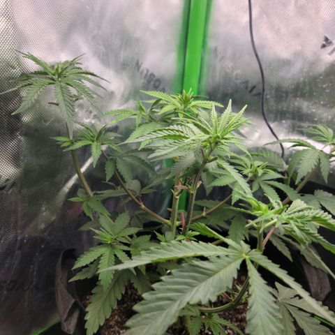 Northern Lights 1 and 2 growlog timeline photo