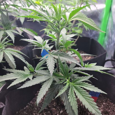 Northern Lights 1 and 2 growlog timeline photo