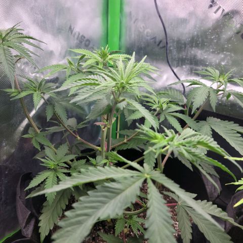 Northern Lights 1 and 2 growlog timeline photo