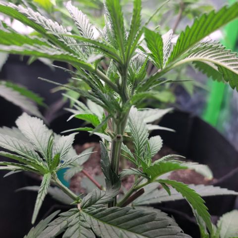 Northern Lights 1 and 2 growlog timeline photo