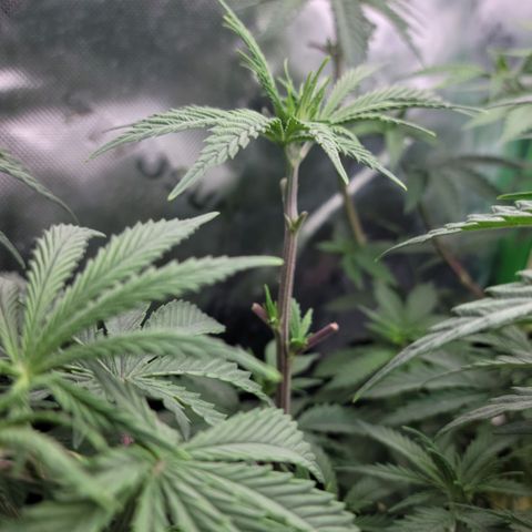 Northern Lights 3 growlog timeline photo
