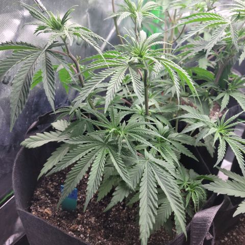 Northern Lights 3 growlog timeline photo