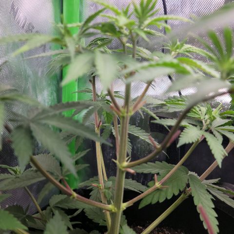 Northern Lights 3 growlog timeline photo