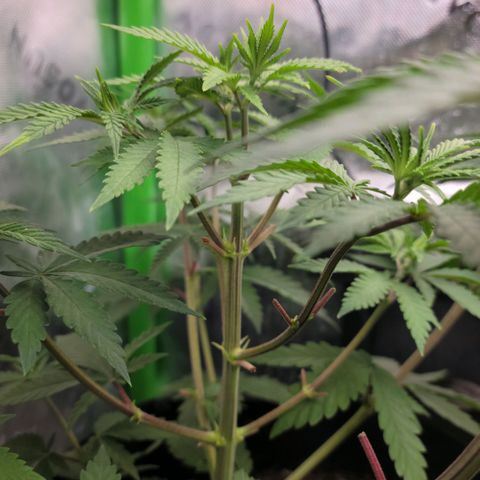 Northern Lights 3 growlog timeline photo