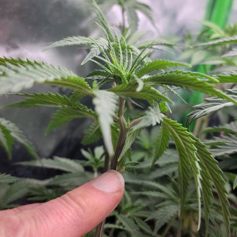 Northern Lights 3 growlog timeline photo