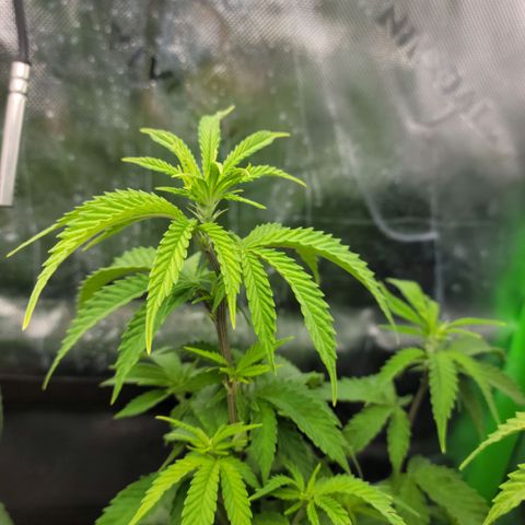 Platinum Cake growlog timeline photo